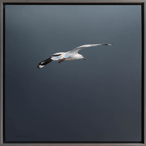 Storm Bird
